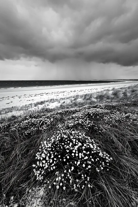 Black and white climate-resilient meadow with flowers near the coast - AI-generated stock image