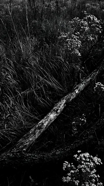 Black and white yamagata rewilded meadow fallen branch in foreground - AI-generated stock image