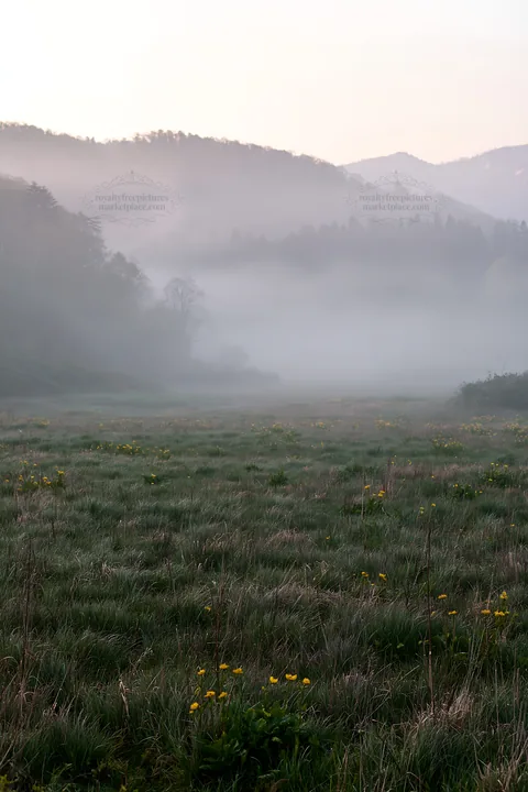 Akita snowmelt meadow with silver grasses in morning mist - AI-generated stock image