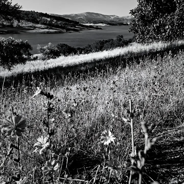 Lakeside orchard meadow with wildflowers and water view - AI-generated stock image