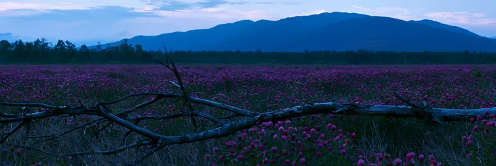 Yamagata rewilded meadow with fallen branch at dusk - AI-generated stock image