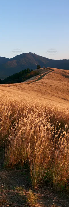 Okayama golden meadow with seedhead foreground - AI-generated stock image