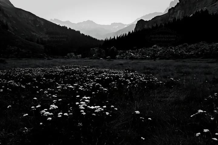 Twilight meadow with yarrow flowers in black and white - AI-generated stock image
