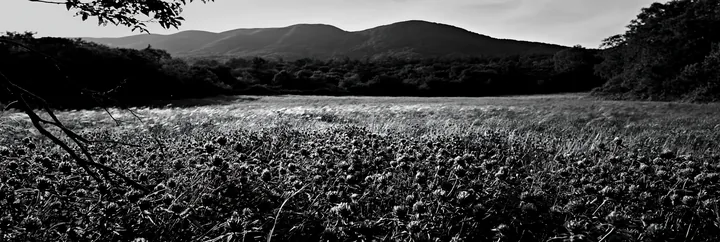 Black and white yamagata rewilded meadow fallen branch foreground with flowers - AI-generated stock image