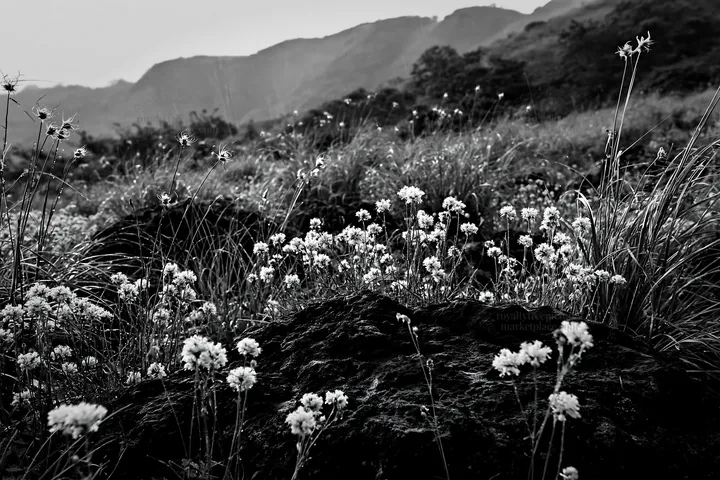 Kumamoto volcanic meadow with dark rocks and wildflowers - AI-generated stock image