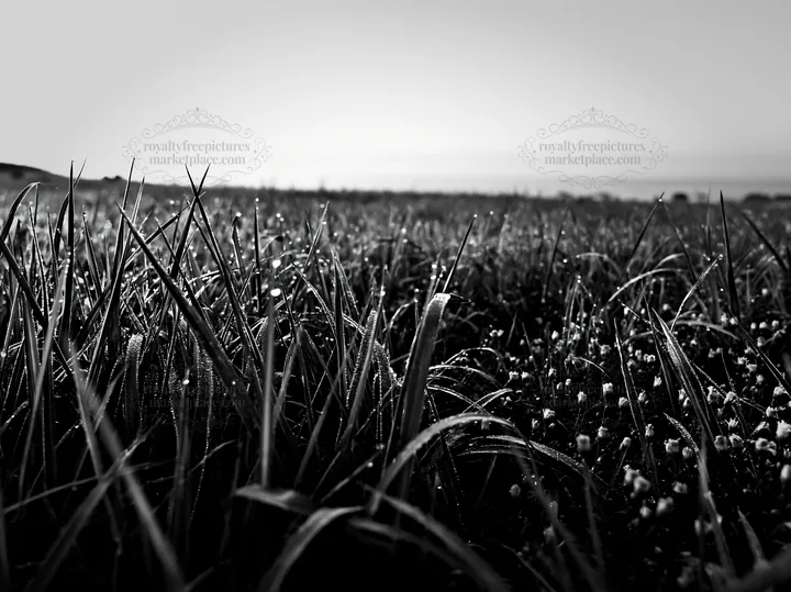 Miyazaki sunrise meadow with dew-covered sedges - AI-generated stock image