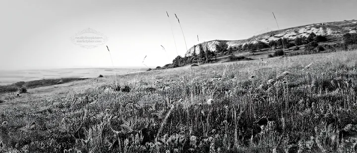 Sunny meadow with wild thyme and distant hills - AI-generated stock image