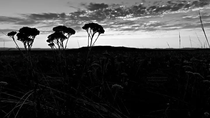 Black and white yarrow meadow bloom at sunset in open fields - AI-generated stock image