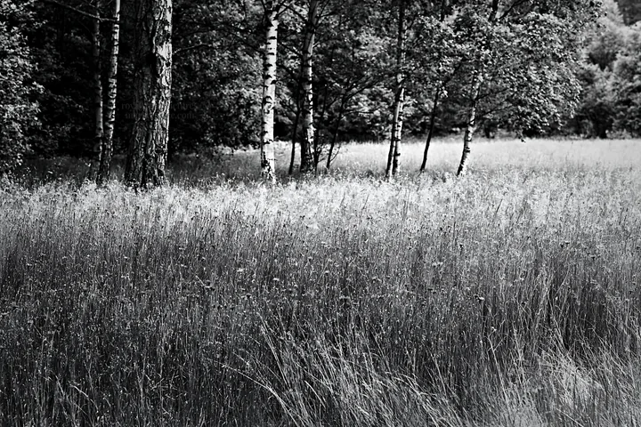 Black and white forest edge meadow with green trees and blue wildflowers - AI-generated stock image