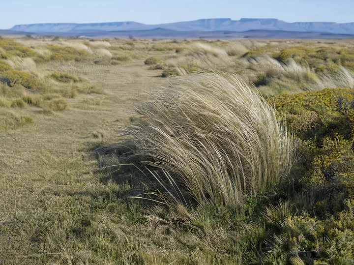 Drought-tolerant meadow with tall grass and distant mountains - AI-generated stock image