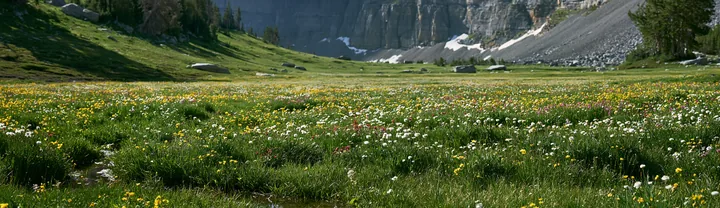 Colorful meadow with flowers in a mountainous landscape - AI-generated stock image