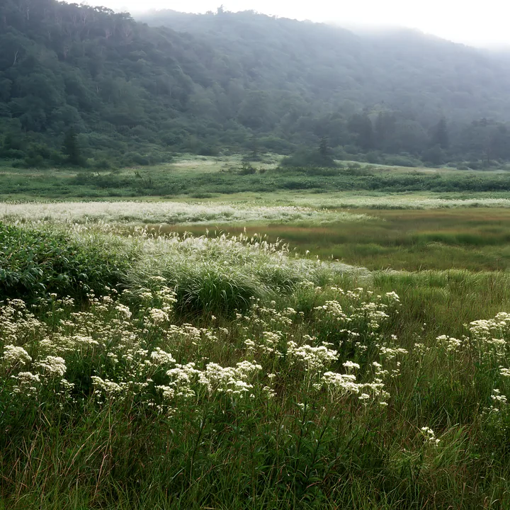Biodiverse Nagano silver grass meadow covered in dew - AI-generated stock image