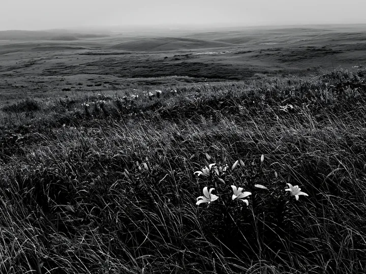 Black and white expansive Hokkaido restoration meadow with dewdrops - AI-generated stock image