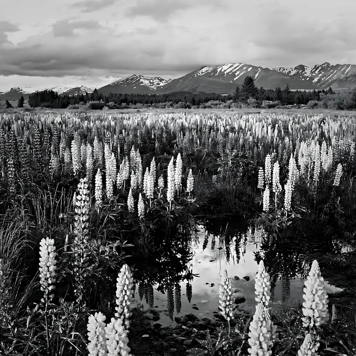 Colorful lupine meadow with mountains in the background - AI-generated stock image