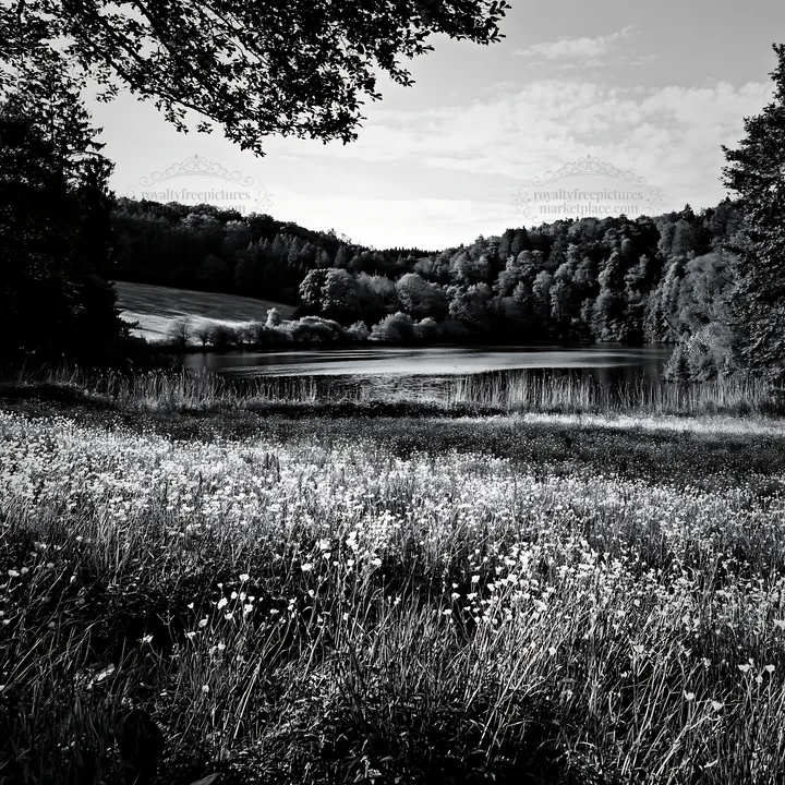 Black and white german lakeside meadow with greenery and blooming flowers - AI-generated stock image