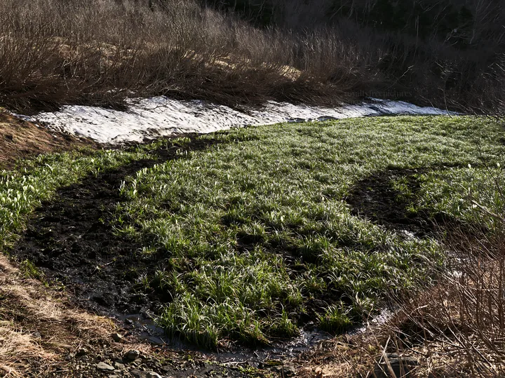 Akita snowmelt meadow with silver grasses in early spring - AI-generated stock image