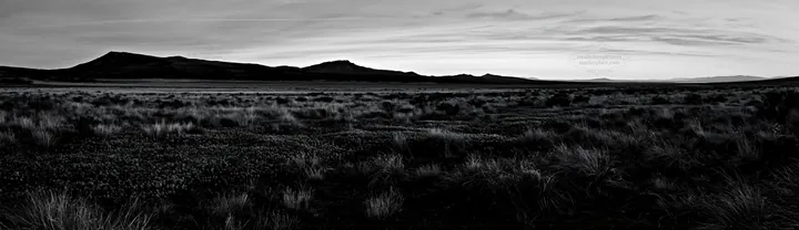Wild orchid meadow in black and white landscape - AI-generated stock image
