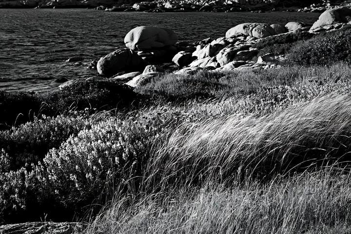 Italian meadow along rocky coast with grass and stones - AI-generated stock image
