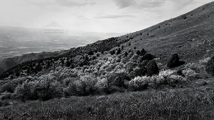 Black and white apple blossom meadow on a grassy hillside with distant mountains - AI-generated stock image