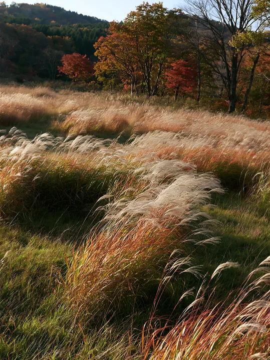 Aichi restored meadow autumn seedheads in the foreground - AI-generated stock image