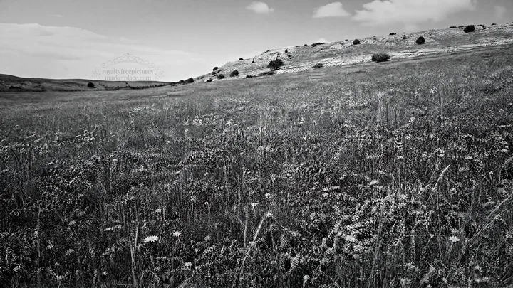 Sunny meadow filled with wild thyme and tall grass - AI-generated stock image