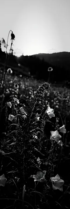 Black and white tokushima mountain meadow fern frond foreground with flowers - AI-generated stock image