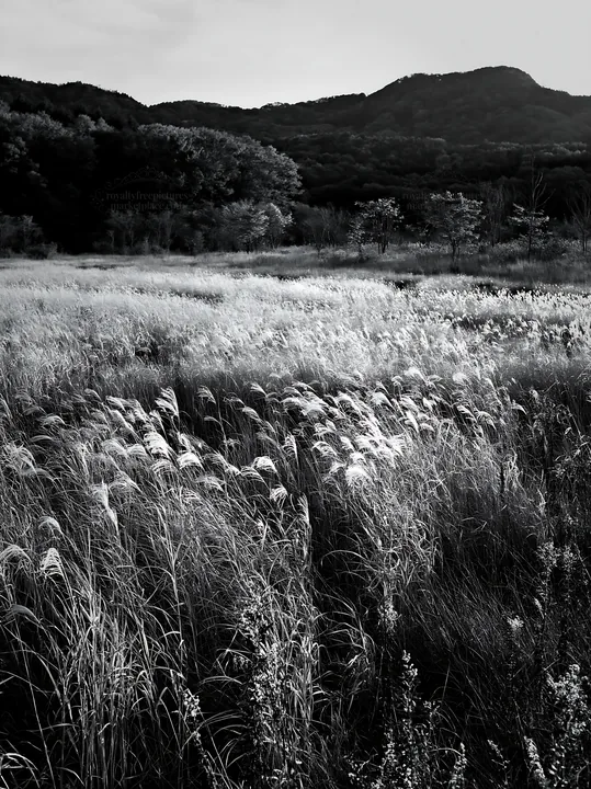 Black and white aichi restored meadow autumn seedheads foreground in sunlight - AI-generated stock image