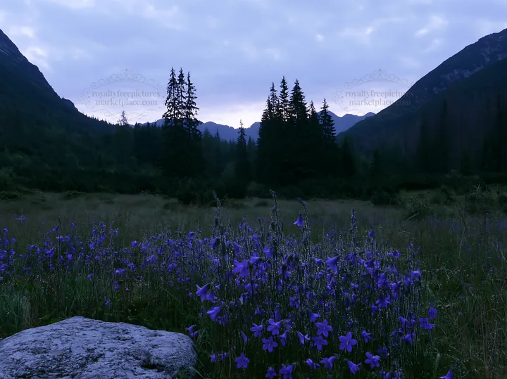 Campion bellflower meadow at dusk with mountains in background - AI-generated stock image