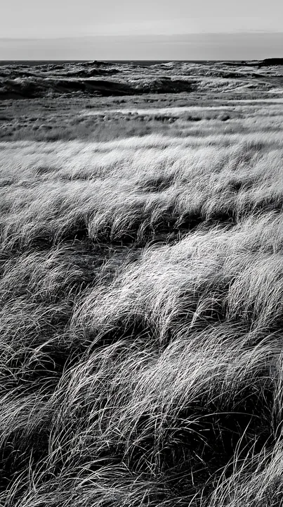 Black and white tottori windy meadow with dune grasses under clear sky - AI-generated stock image