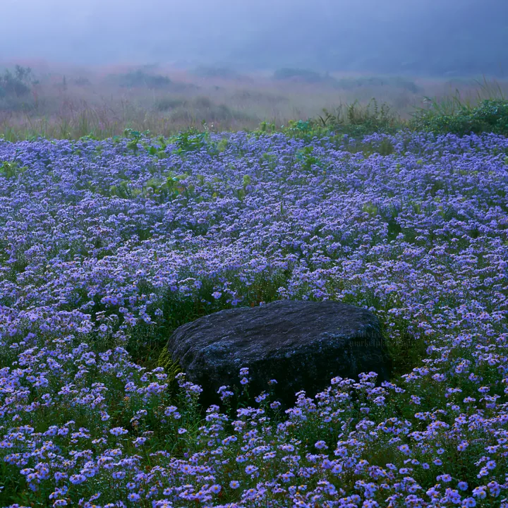 Moss covered stone in Shimane misty meadow with purple flowers - AI-generated stock image