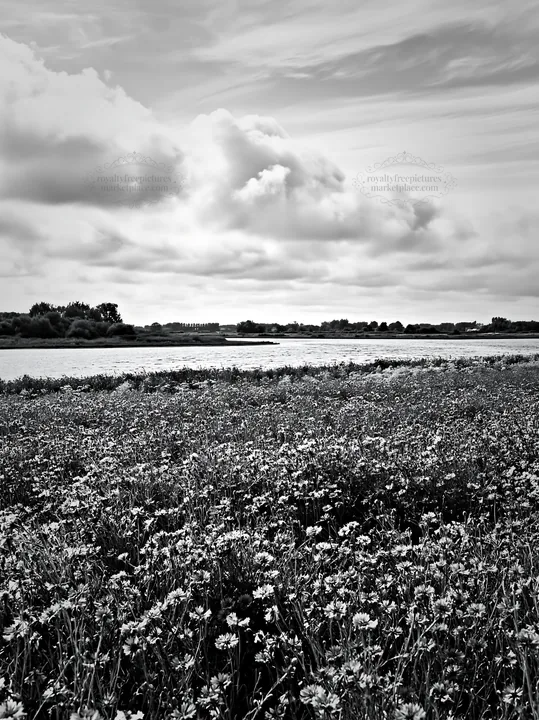 Cornflower meadow near the river on a cloudy day - AI-generated stock image