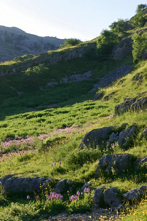 Biodiverse meadow in a mountainous area during daylight - AI-generated stock image