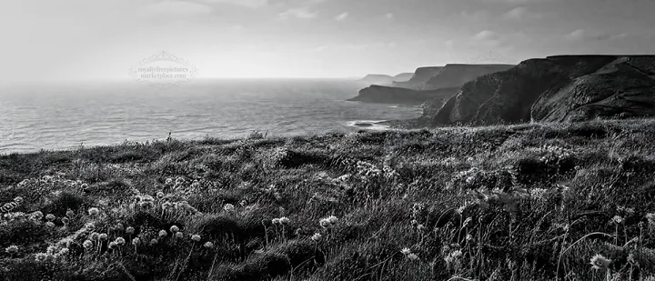 Black and white campion bellflower meadow with cliffs and ocean view - AI-generated stock image