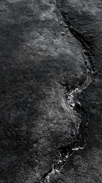 Black and white buttercup meadow with a stream and grazing sheep - AI-generated stock image