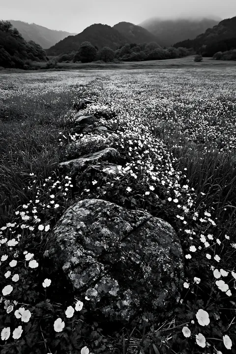 Wildflower meadow in Kyoto with stones in foreground - AI-generated stock image