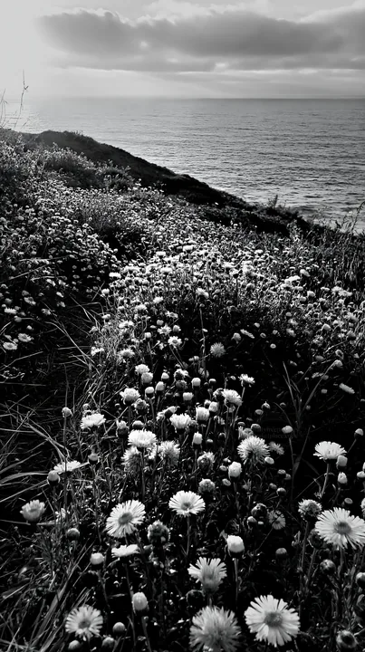 Meadow flowers overlooking the Atlantic coast in Portugal - AI-generated stock image