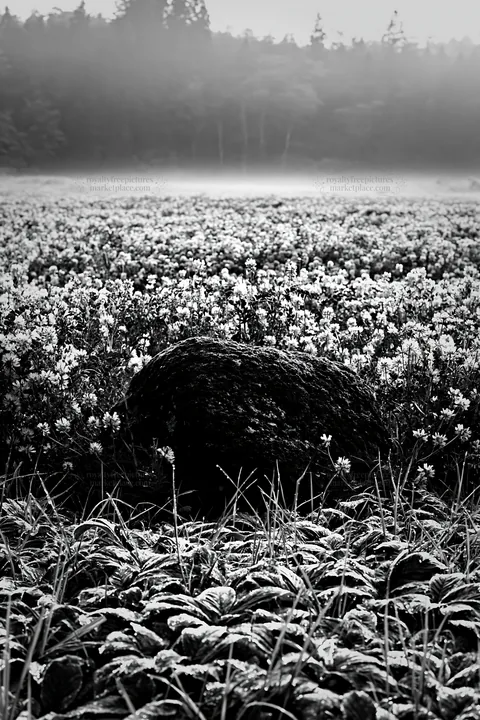 Black and white miyagi spring recovery meadow mossy stone in flower field - AI-generated stock image