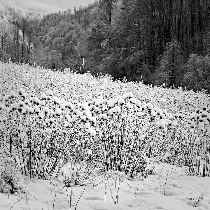 Black and white snowy foothill meadow in winter with snow-covered plants - AI-generated stock image
