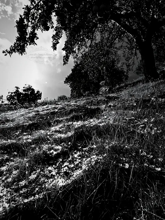 Highland apple meadow with trees and grass in black and white - AI-generated stock image