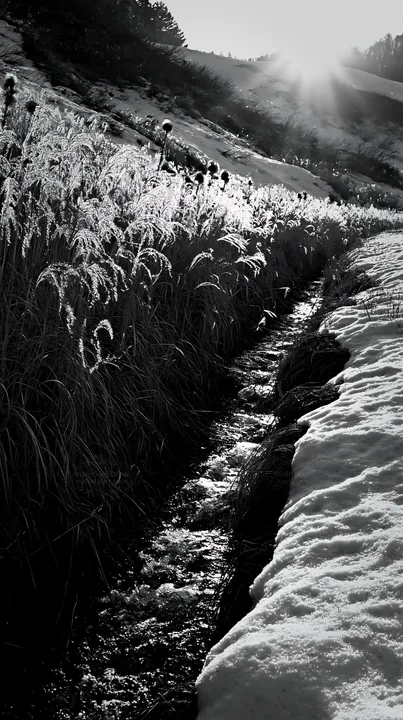 Akita snowmelt meadow with silver grasses in black and white - AI-generated stock image