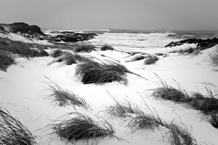 Snowy beach meadow with grass by the ocean in winter - AI-generated stock image