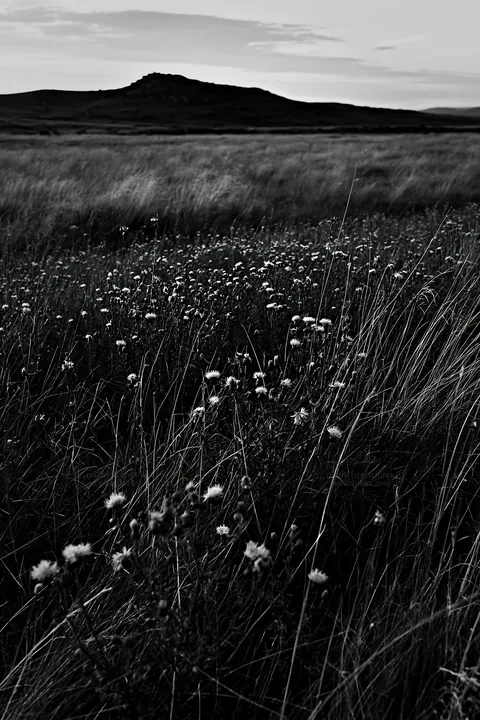 Knapweed in a meadow with hills in the background - AI-generated stock image
