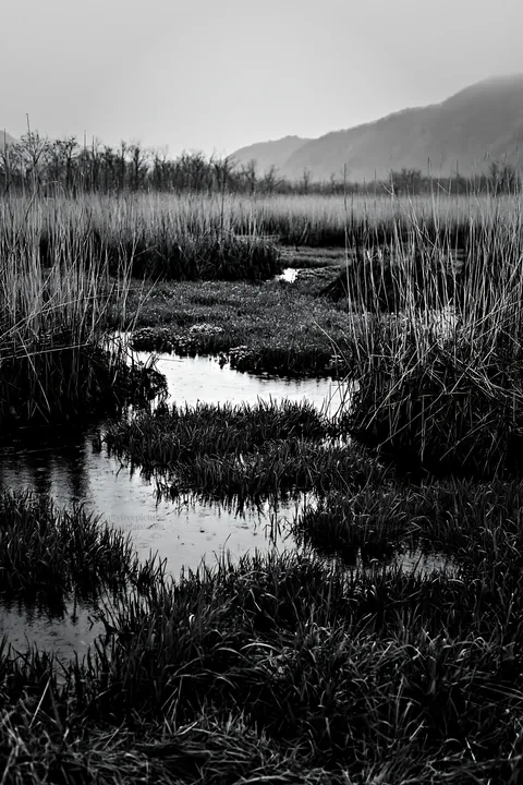 Black and white shiga wetland meadow climate adaptation reeds in natural habitat - AI-generated stock image