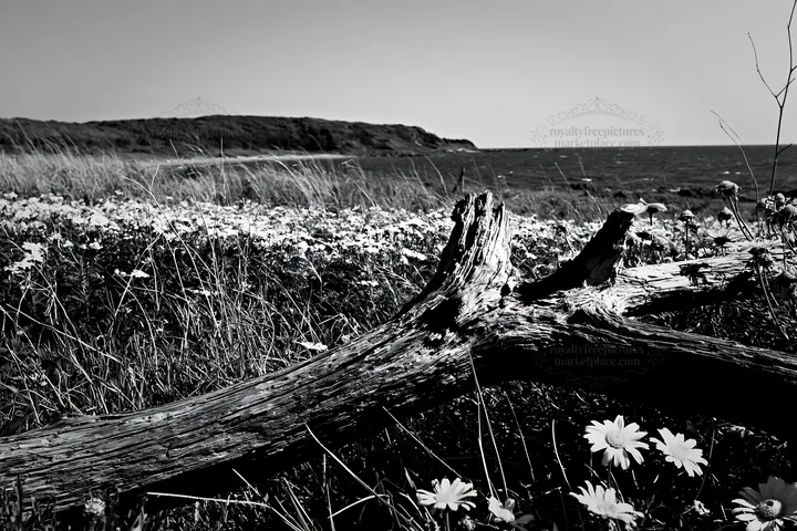 Black and white chiba coastal climate meadow with driftwood and yellow flowers - AI-generated stock image