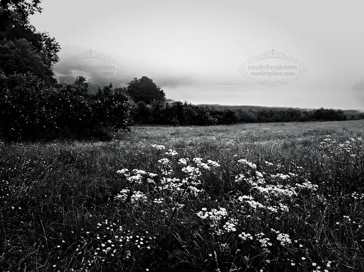 Lakeside orchard meadow with flowers and trees in gray weather - AI-generated stock image