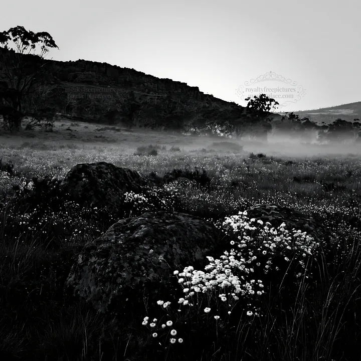 Meadow with boulders and flowers at dawn - AI-generated stock image