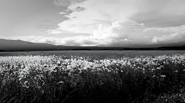 Black and white iwate rain refreshed meadow seedhead foreground - AI-generated stock image