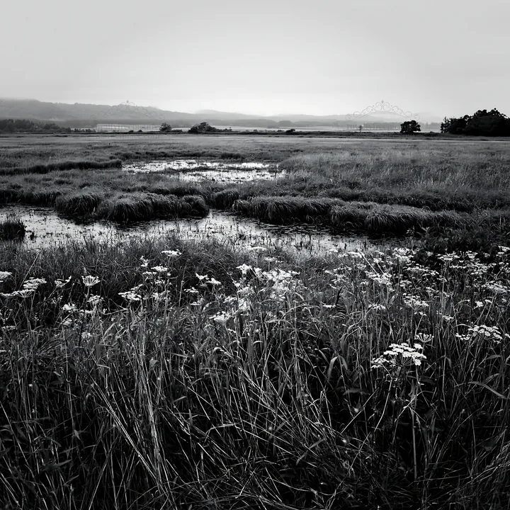 Black and white iwate rain refreshed meadow seedhead foreground - AI-generated stock image