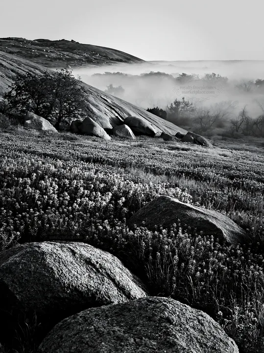 Bluebonnet meadow at sunrise with fog and rocks - AI-generated stock image