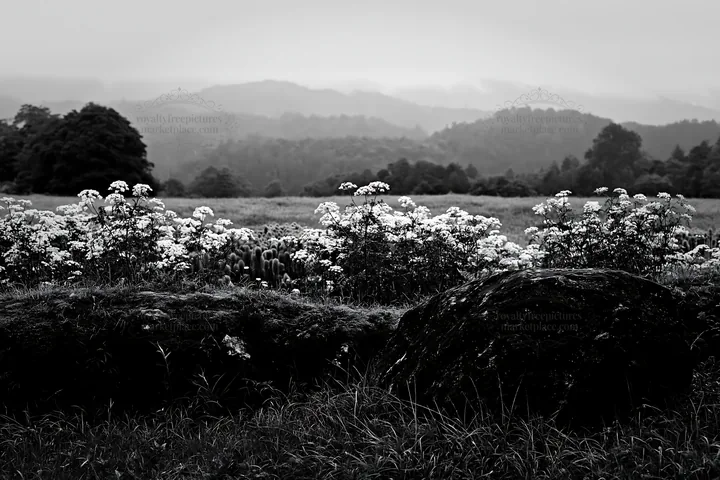 Misty meadow with moss covered stones in Shimane - AI-generated stock image